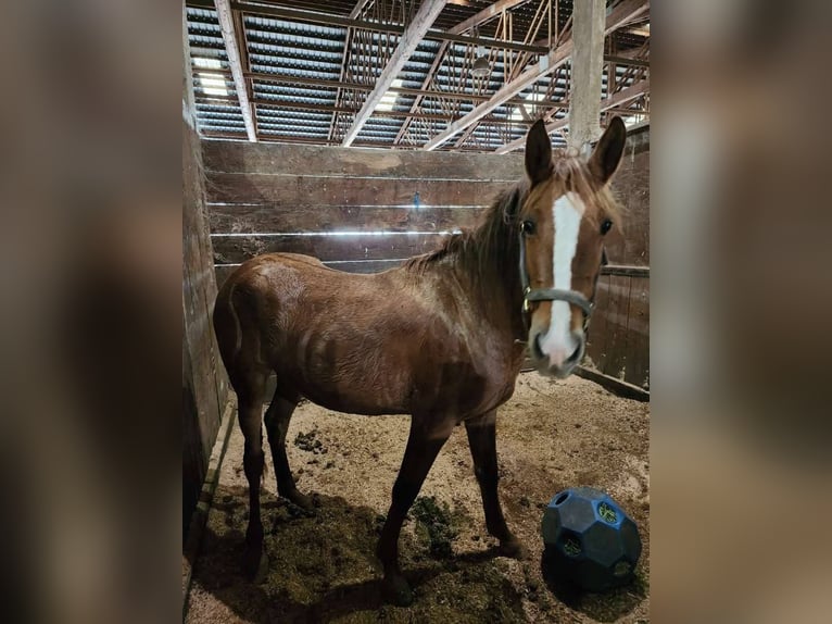 Mustang (american) Mare 4 years 15 hh Dun in Lebanon, Oregon Mustang (american) Mare 4 years 15 hh Dun in Lebanon, Oregon
