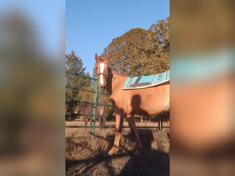 Mustang (american) Mare 4 years 15 hh Dun in Lebanon, Oregon Mustang (american) Mare 4 years 15 hh Dun in Lebanon, Oregon