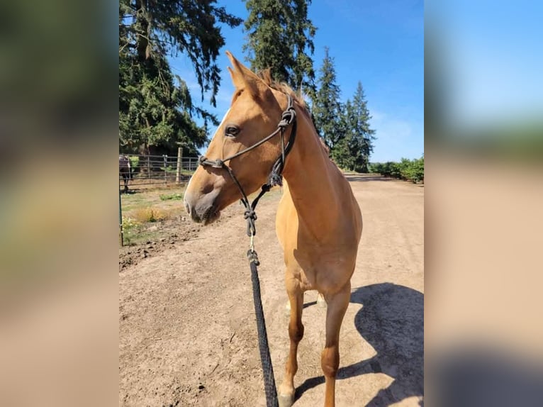 Mustang (american) Mare 4 years 15 hh Dun in Lebanon, Oregon Mustang (american) Mare 4 years 15 hh Dun in Lebanon, Oregon