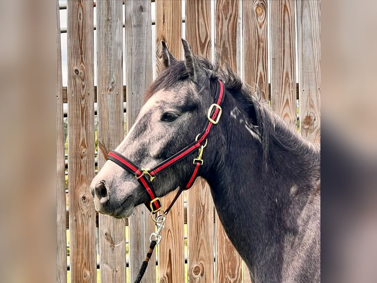 Mustang (american) Mare 5 years 13,1 hh Grey-Dark-Tan in Lyons