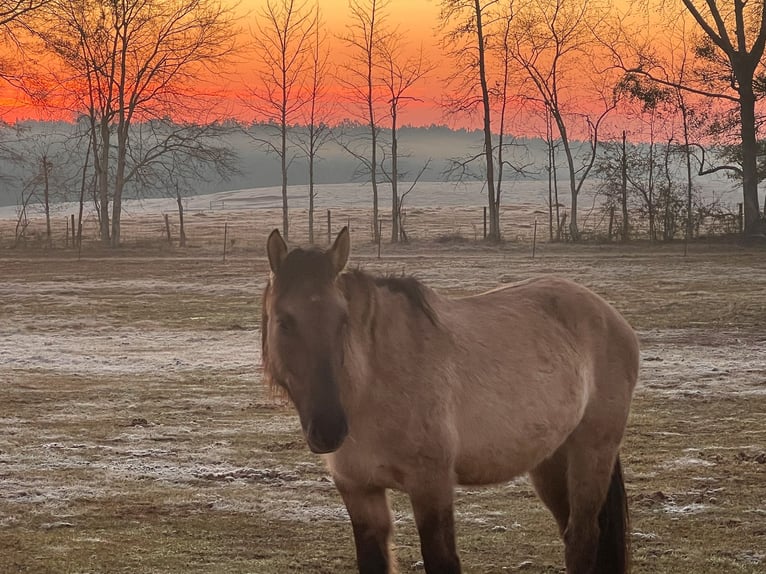 Mustang (american) Mare 5 years 13,2 hh Grullo in Lyons