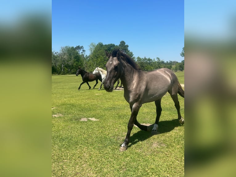 Mustang (american) Mare 5 years 13,2 hh Grullo in Lyons