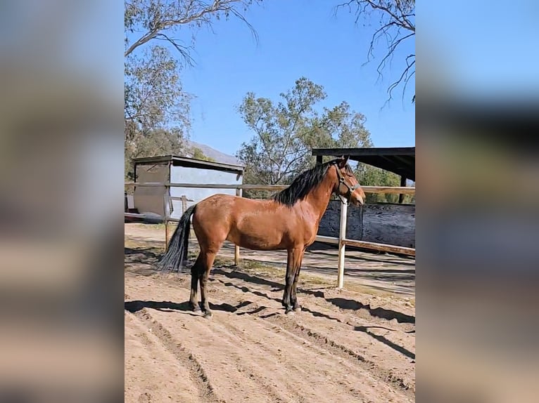 Mustang (american) Mix Mare 5 years 14 hh Bay in Moreno Valley, California