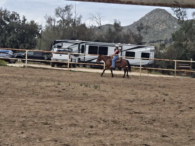 Mustang (american) Mix Mare 5 years 14 hh Bay in Moreno Valley, California