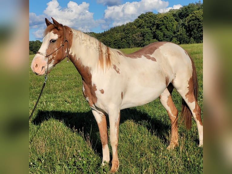 Mustang (american) Mare 5 years 14,2 hh Overo-all-colors in Maxsain