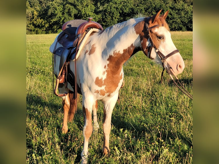 Mustang (american) Mare 5 years 14,2 hh Overo-all-colors in Maxsain