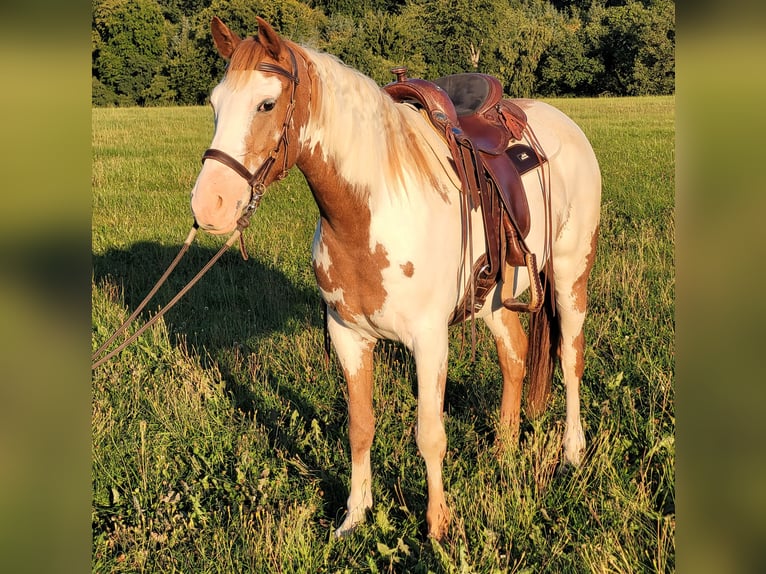 Mustang (american) Mare 5 years 14,2 hh Overo-all-colors in Maxsain