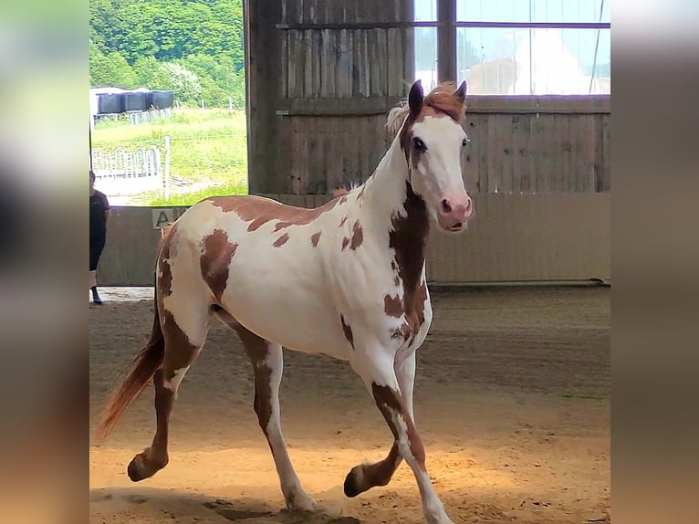 Mustang (american) Mare 5 years 14,2 hh Overo-all-colors in Maxsain