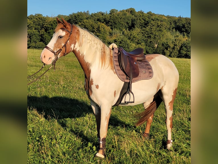 Mustang (american) Mare 5 years 14,2 hh Overo-all-colors in Maxsain