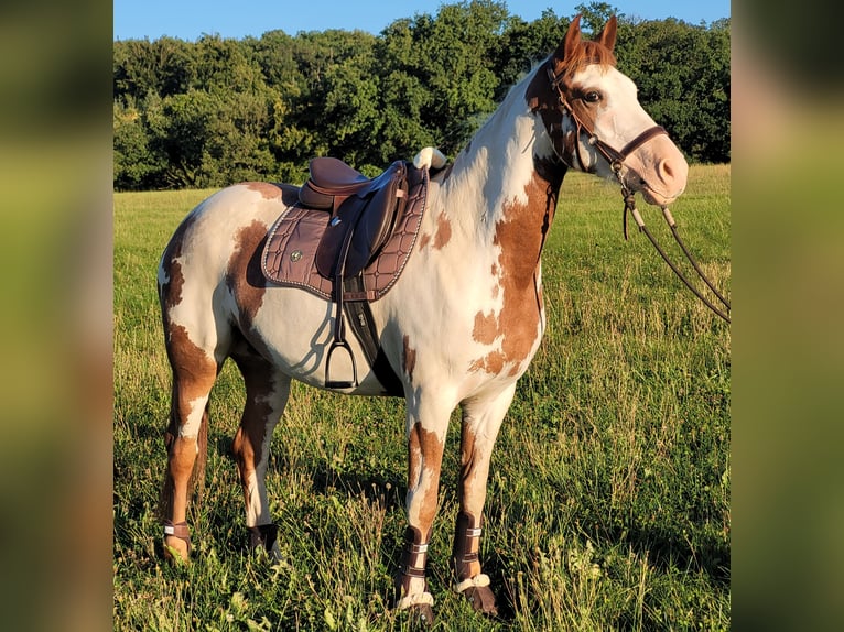 Mustang (american) Mare 5 years 14,2 hh Overo-all-colors in Maxsain