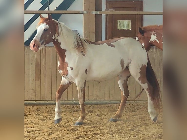 Mustang (american) Mare 5 years 14,2 hh Overo-all-colors in Maxsain