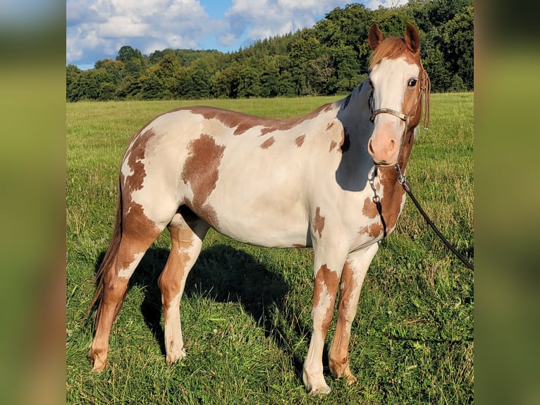 Mustang (american) Mare 5 years 14,2 hh Overo-all-colors in Maxsain