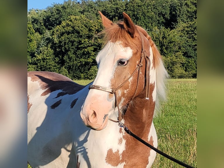 Mustang (american) Mare 5 years 14,2 hh Overo-all-colors in Maxsain