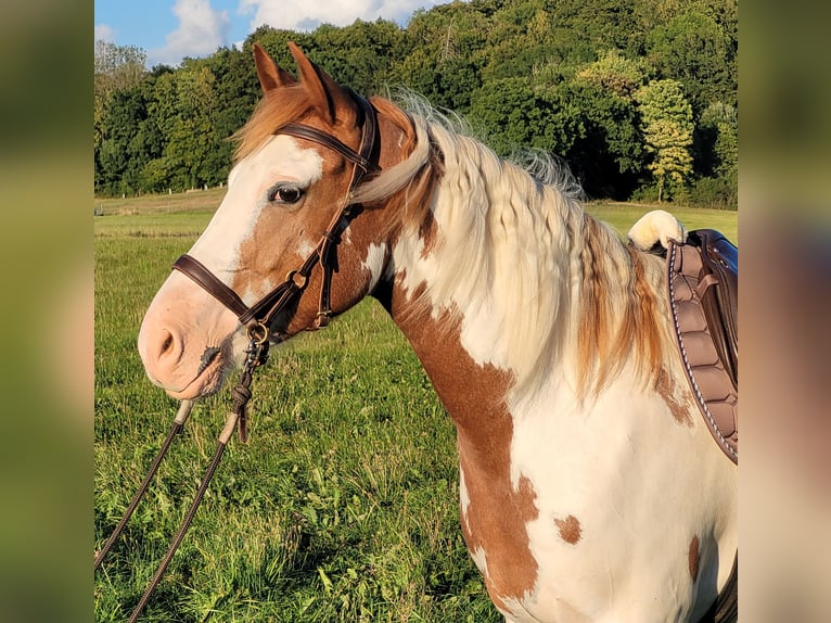 Mustang (american) Mare 5 years 14,2 hh Overo-all-colors in Maxsain