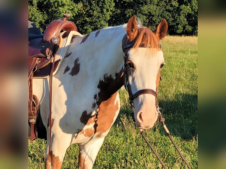 Mustang (american) Mare 5 years 14,2 hh Overo-all-colors in Maxsain