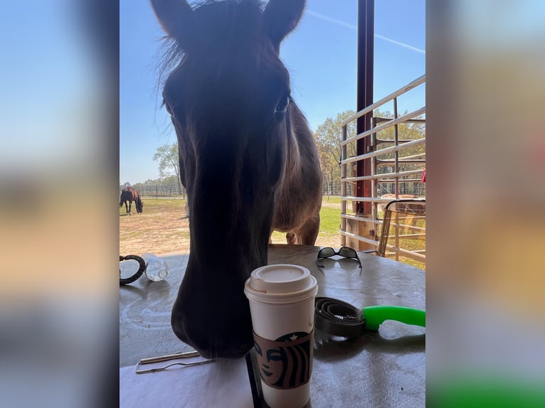 Mustang (american) Mare 6 years 13,2 hh Grullo in Lyons