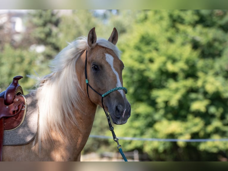 Mustang (american) Mare 6 years 14.1 hh Palomino in Borken