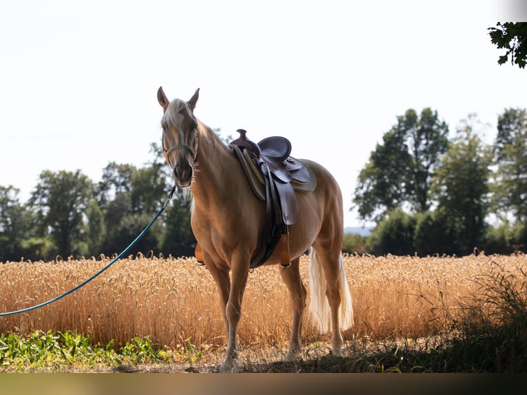 Mustang (american) Mare 6 years 14.1 hh Palomino in Borken