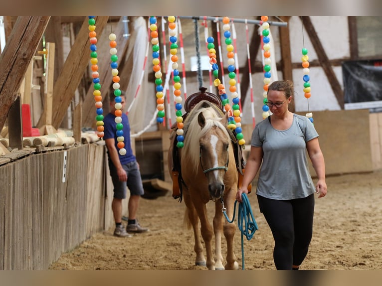 Mustang (american) Mare 6 years 14.1 hh Palomino in Borken