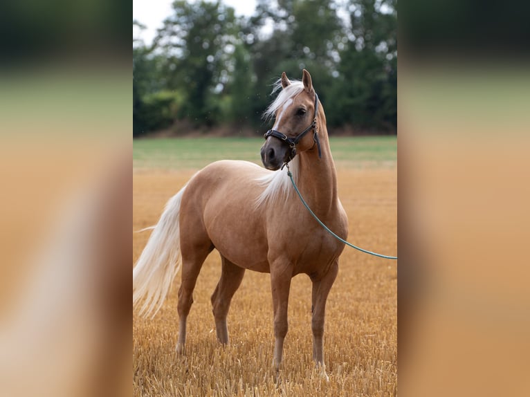 Mustang (american) Mare 6 years 14.1 hh Palomino in Borken