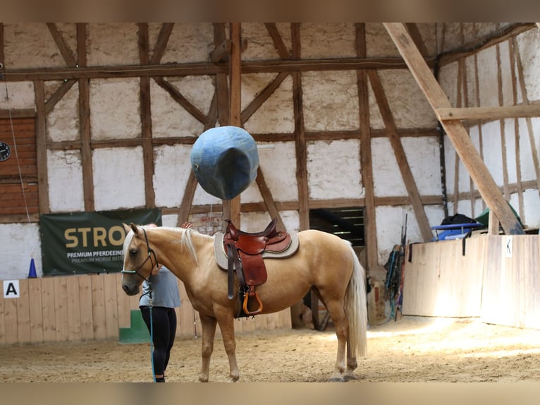 Mustang (american) Mare 6 years 14.1 hh Palomino in Borken