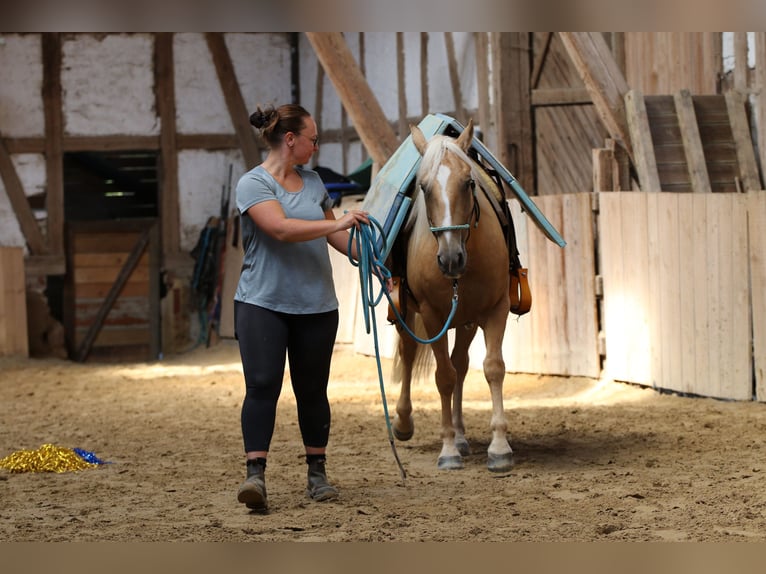 Mustang (american) Mare 6 years 14.1 hh Palomino in Borken