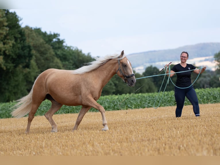 Mustang (american) Mare 6 years 14.1 hh Palomino in Borken