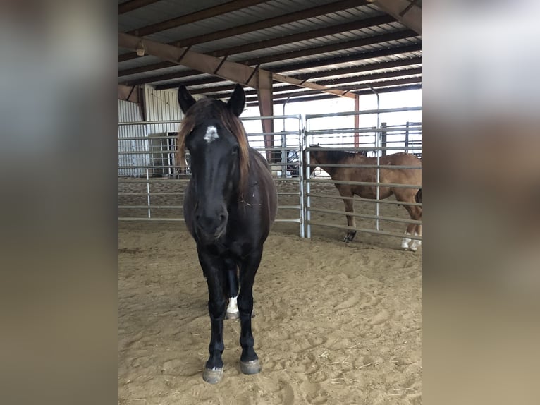 Mustang (american) Mare 6 years 14.2 hh Black in Lyons