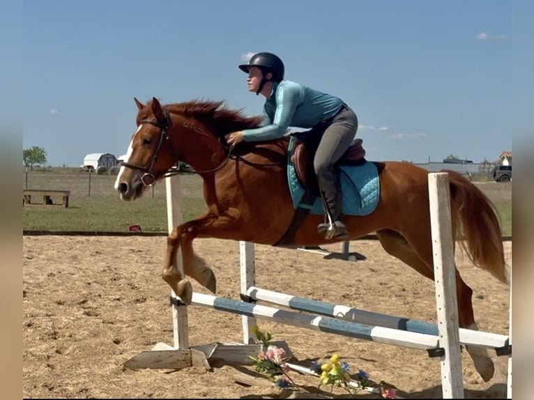 Mustang (american) Mare 6 years 14.3 hh Chestnut in Bertram