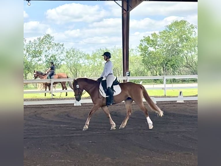 Mustang (american) Mare 6 years 14.3 hh Chestnut in Bertram