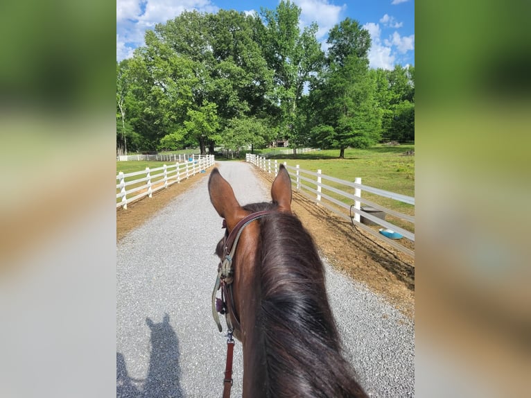 Mustang (american) Mare 6 years 14 hh Bay-Dark in Laceys Spring, AL