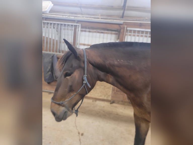 Mustang (american) Mare 6 years 14 hh Bay-Dark in Laceys Spring, AL