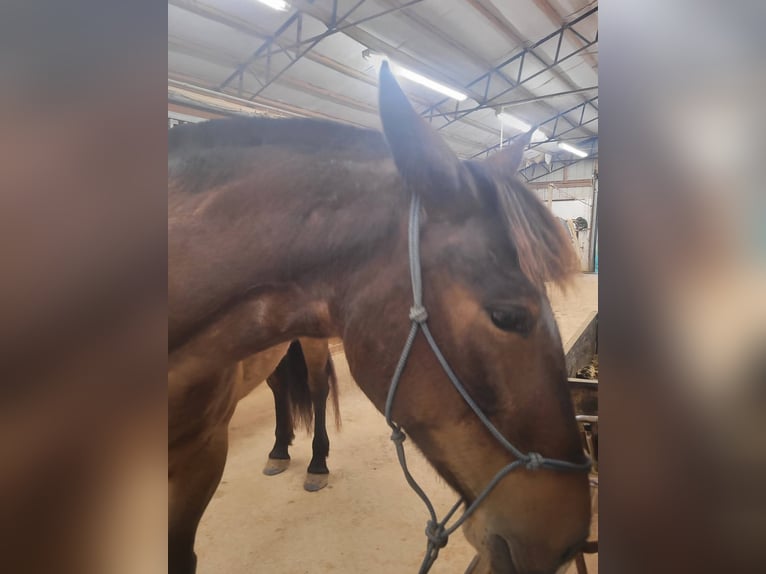 Mustang (american) Mare 6 years 14 hh Bay-Dark in Laceys Spring, AL