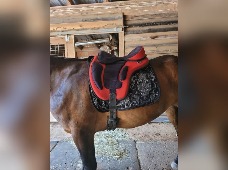 Mustang (american) Mare 6 years 14 hh Bay-Dark in Laceys Spring, AL