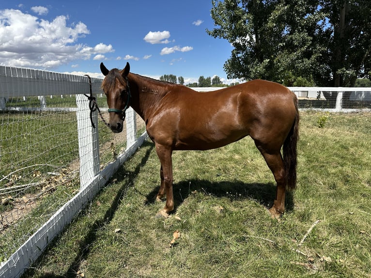 Mustang (american) Mare 6 years 14 hh Sorrel in Middleton