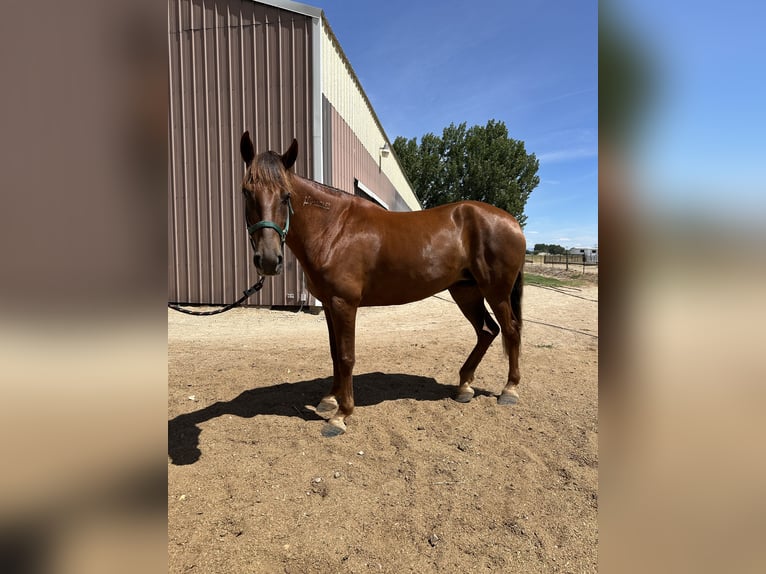 Mustang (american) Mare 6 years 14 hh Sorrel in Middleton