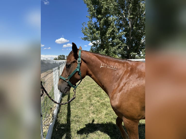 Mustang (american) Mare 6 years 14 hh Sorrel in Middleton