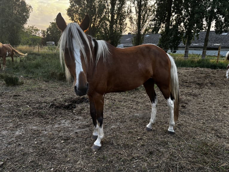 Mustang (american) Mare 6 years 14,1 hh Pinto in GeelGeel