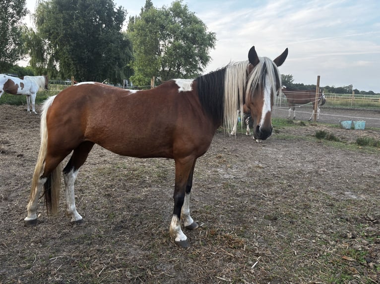 Mustang (american) Mare 6 years 14,1 hh Pinto in GeelGeel