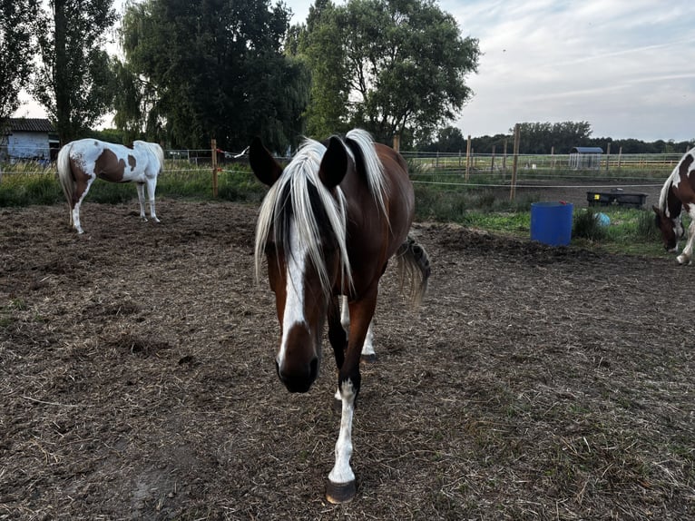 Mustang (american) Mare 6 years 14,1 hh Pinto in GeelGeel