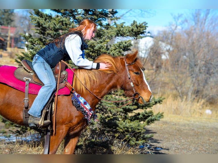 Mustang (american) Mare 6 years 14,1 hh Sorrel in Fort Collins