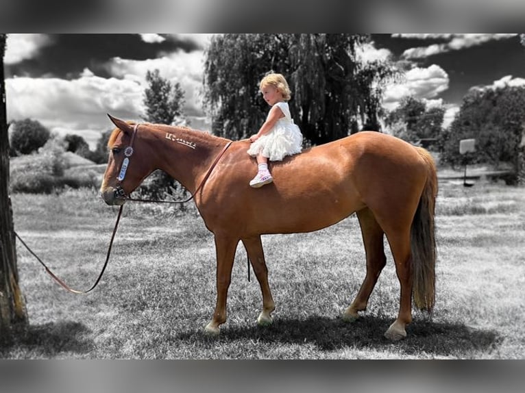 Mustang (american) Mare 6 years 14,1 hh Sorrel in Fort Collins
