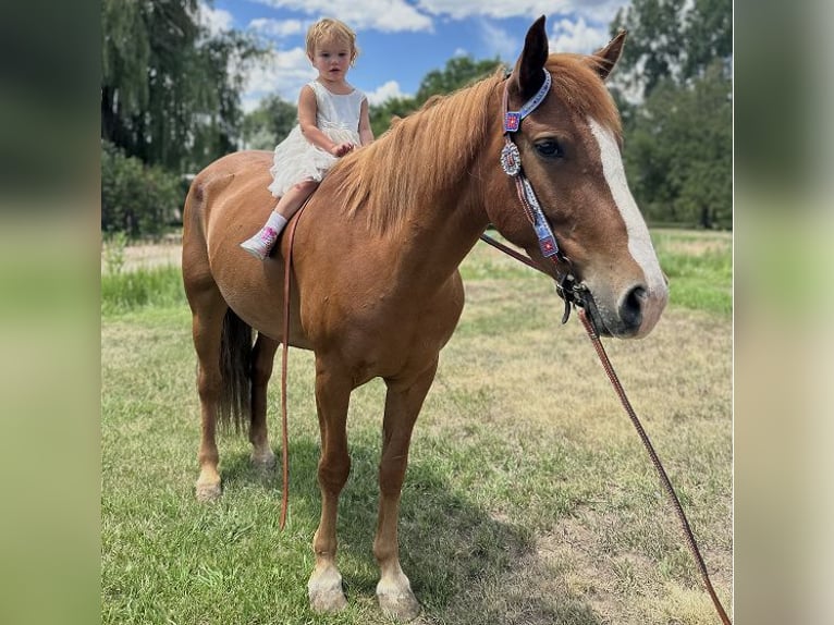 Mustang (american) Mare 6 years 14,1 hh Sorrel in Fort Collins