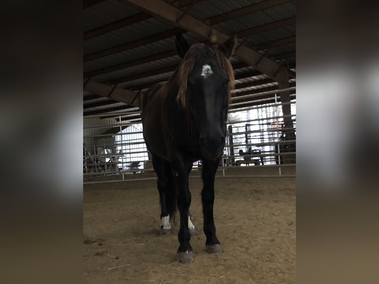 Mustang (american) Mare 6 years 14,2 hh Black in Lyons