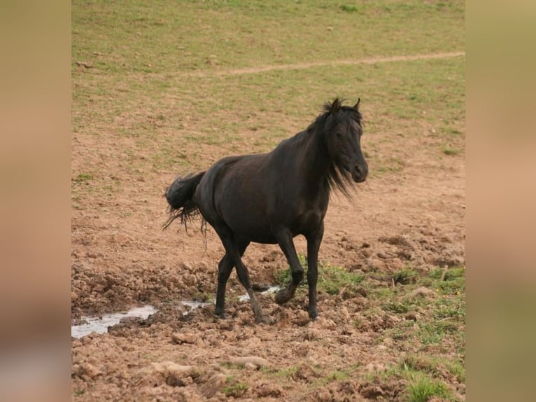 Mustang (american) Mare 6 years 14,3 hh Black in Zürbach