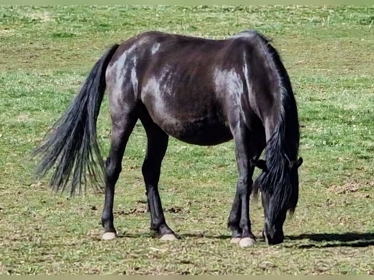 Mustang (american) Mare 6 years 14,3 hh Black in Zürbach