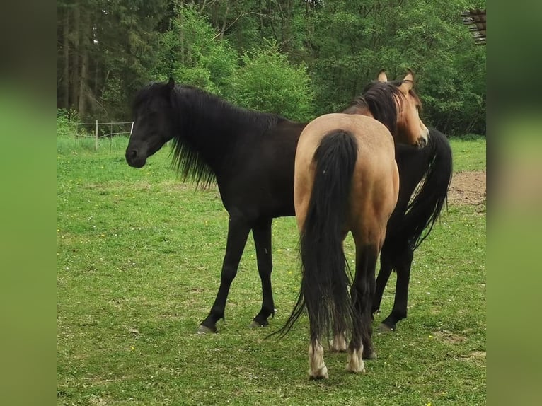 Mustang (american) Mare 6 years 14,3 hh Black in Zürbach