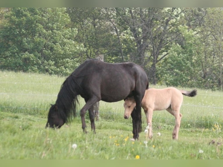 Mustang (american) Mare 6 years 14,3 hh Black in Zürbach
