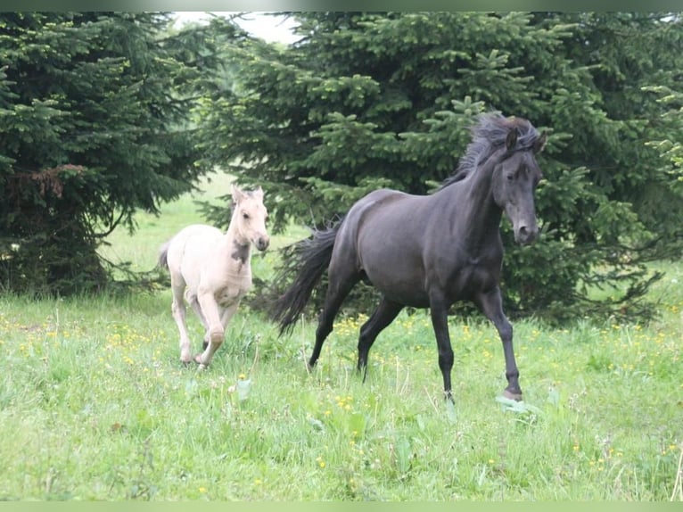 Mustang (american) Mare 6 years 14,3 hh Black in Zürbach