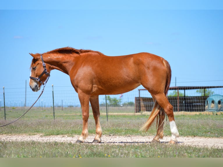 Mustang (american) Mare 6 years 14,3 hh Chestnut in Bertram
